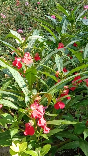 遇见好风景凤仙花别名指甲花一年生草本植物