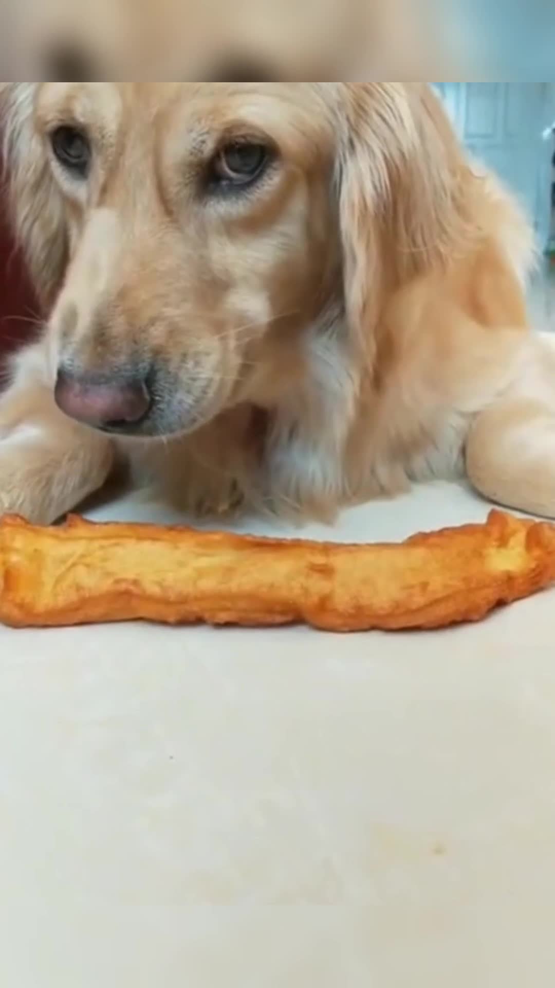 我要上热门#喂狗子吃油条,竟然还凶巴巴的,脾气真大