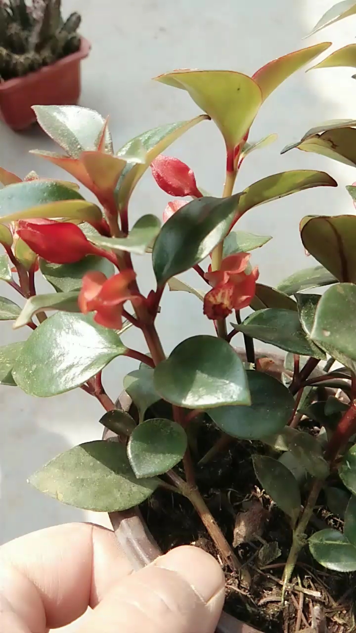 全民小助手 开红花金鱼吊兰