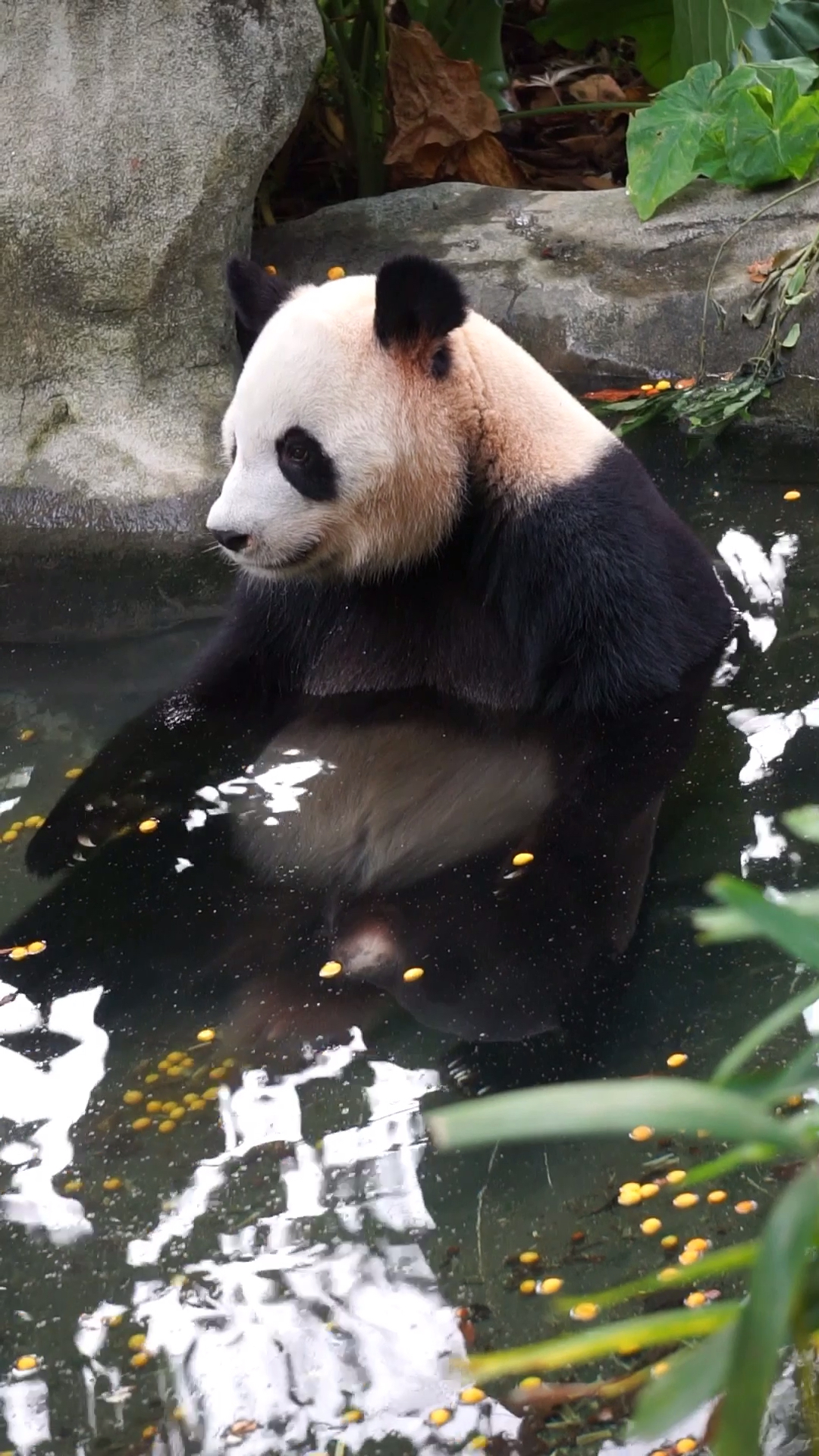 大熊猫园舟#凶狠的转过去看,然后又不屑的转回来