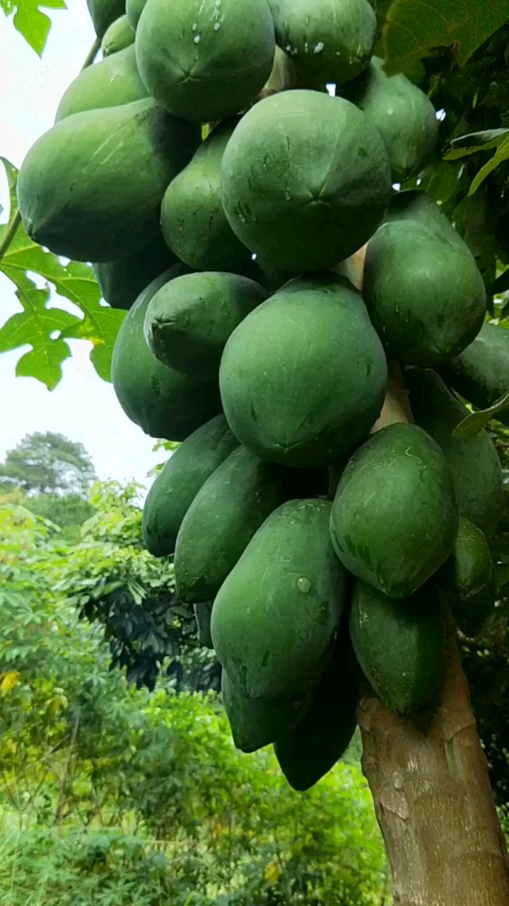本地木瓜一颗产量超多