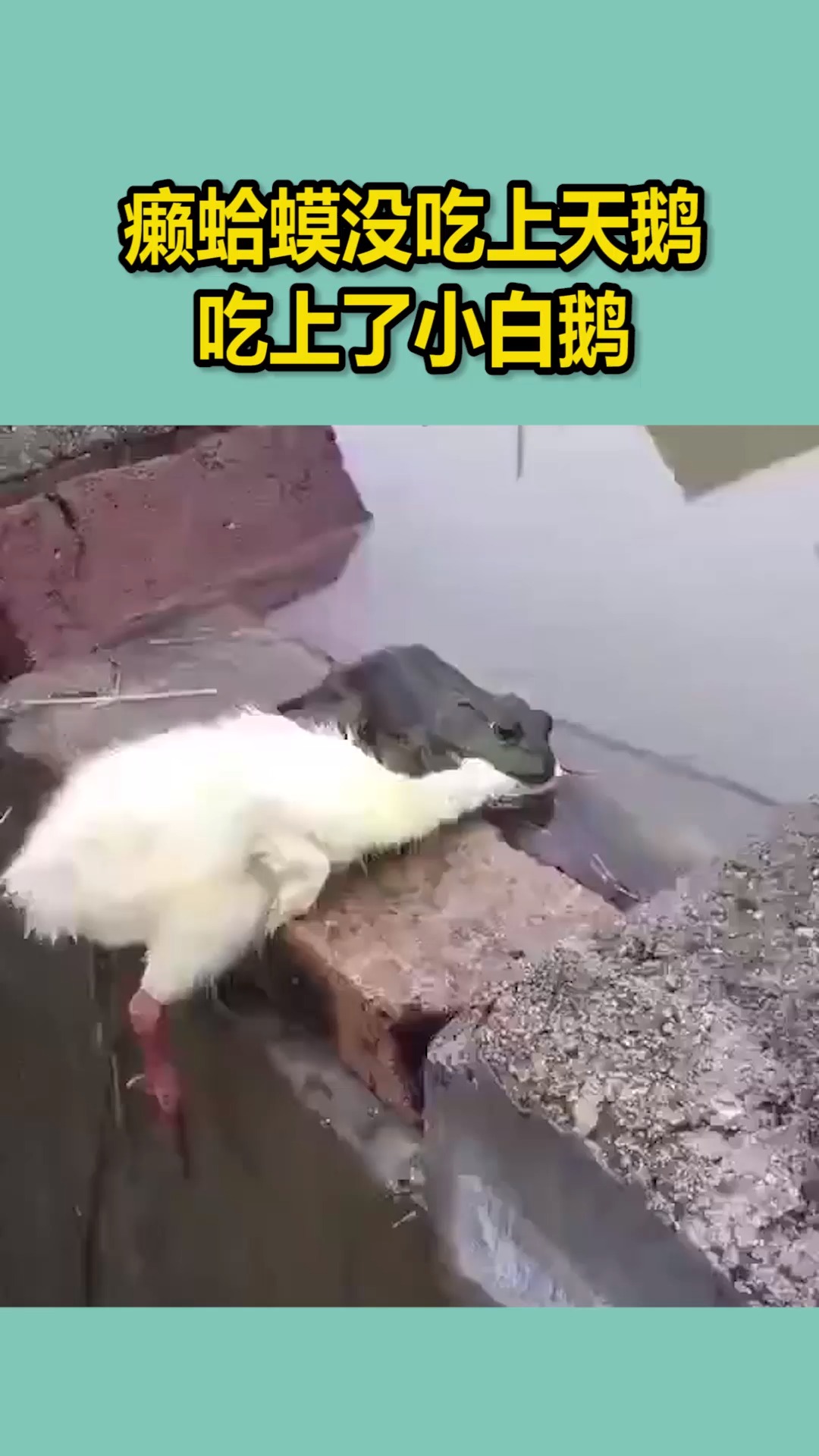 我要上热门#癞蛤蟆没吃上天鹅,吃上了小白鹅