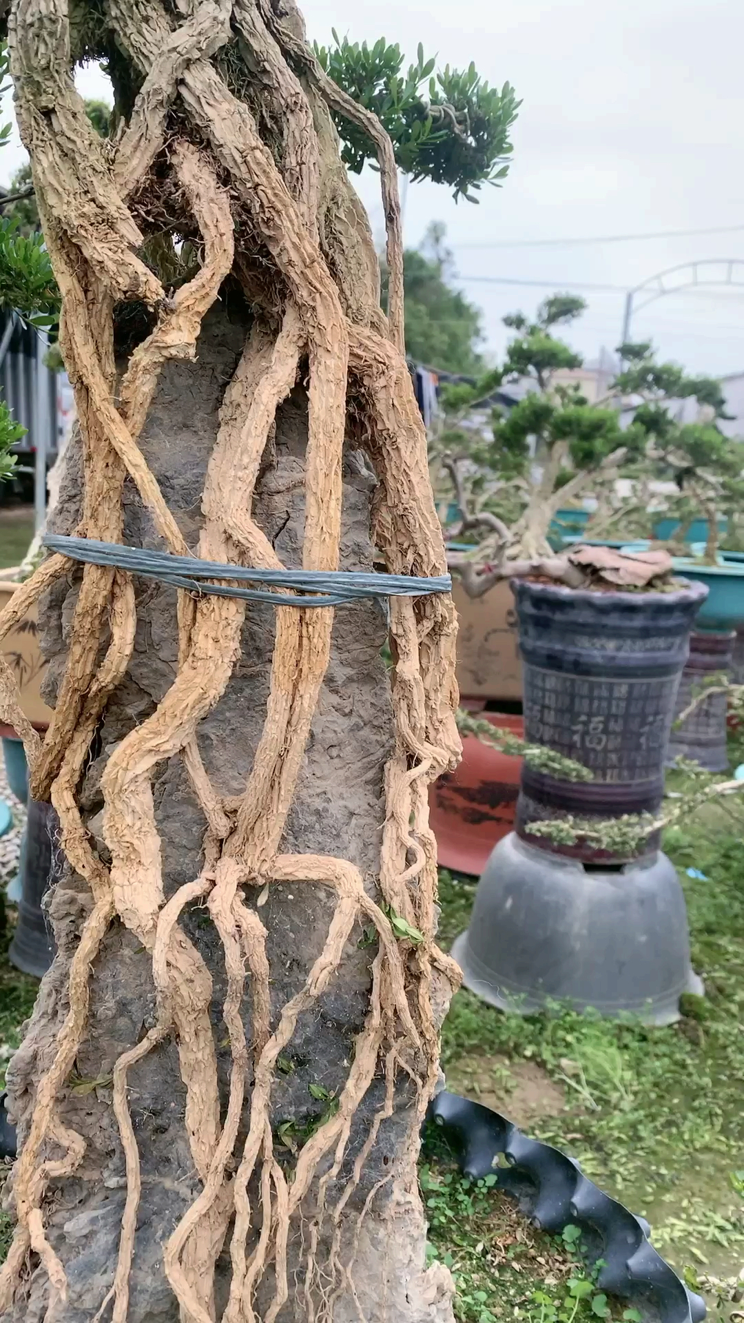 抱石高提根雀舌黄杨