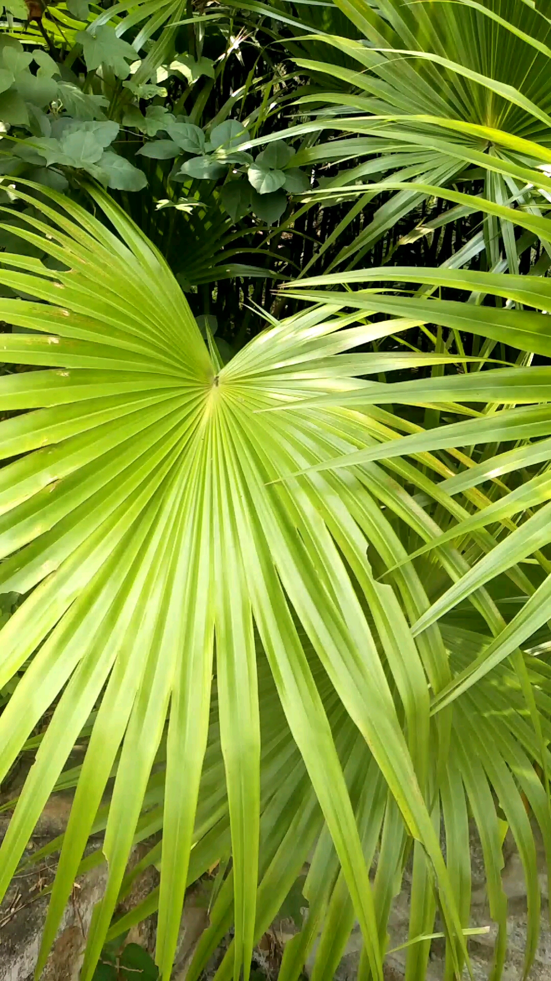 以前小时候的扇子,蒲葵