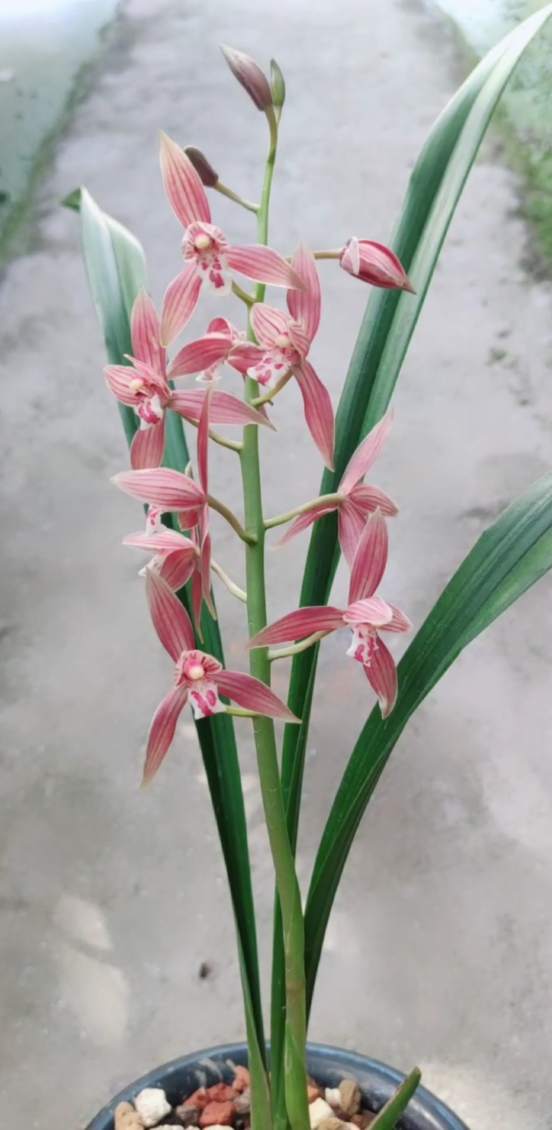 兰花#秋榜 喜洋洋盛开中,想看更多兰花视频双击加关注