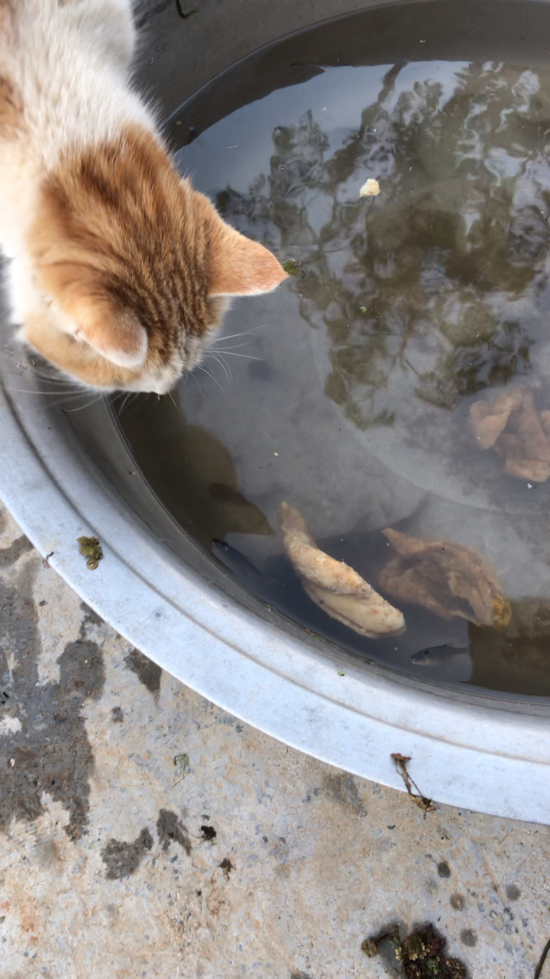 欢喜闹元宵#小猫咪偷吃鱼