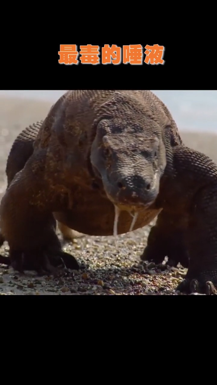 动物世界#靠唾液捕猎的科莫多巨蜥