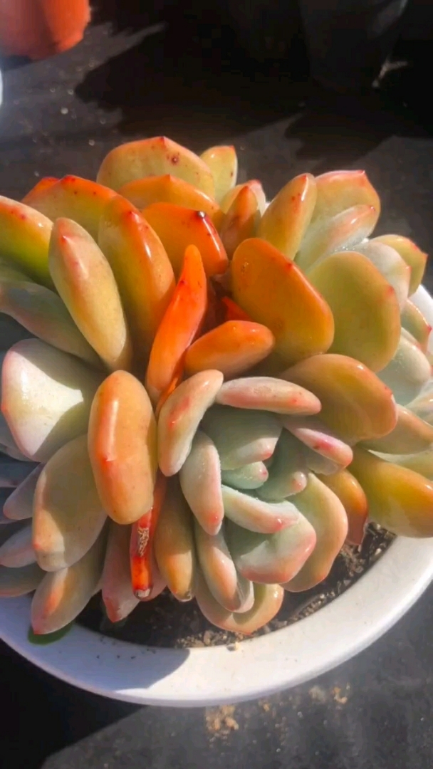 多肉植物,外号大橙子