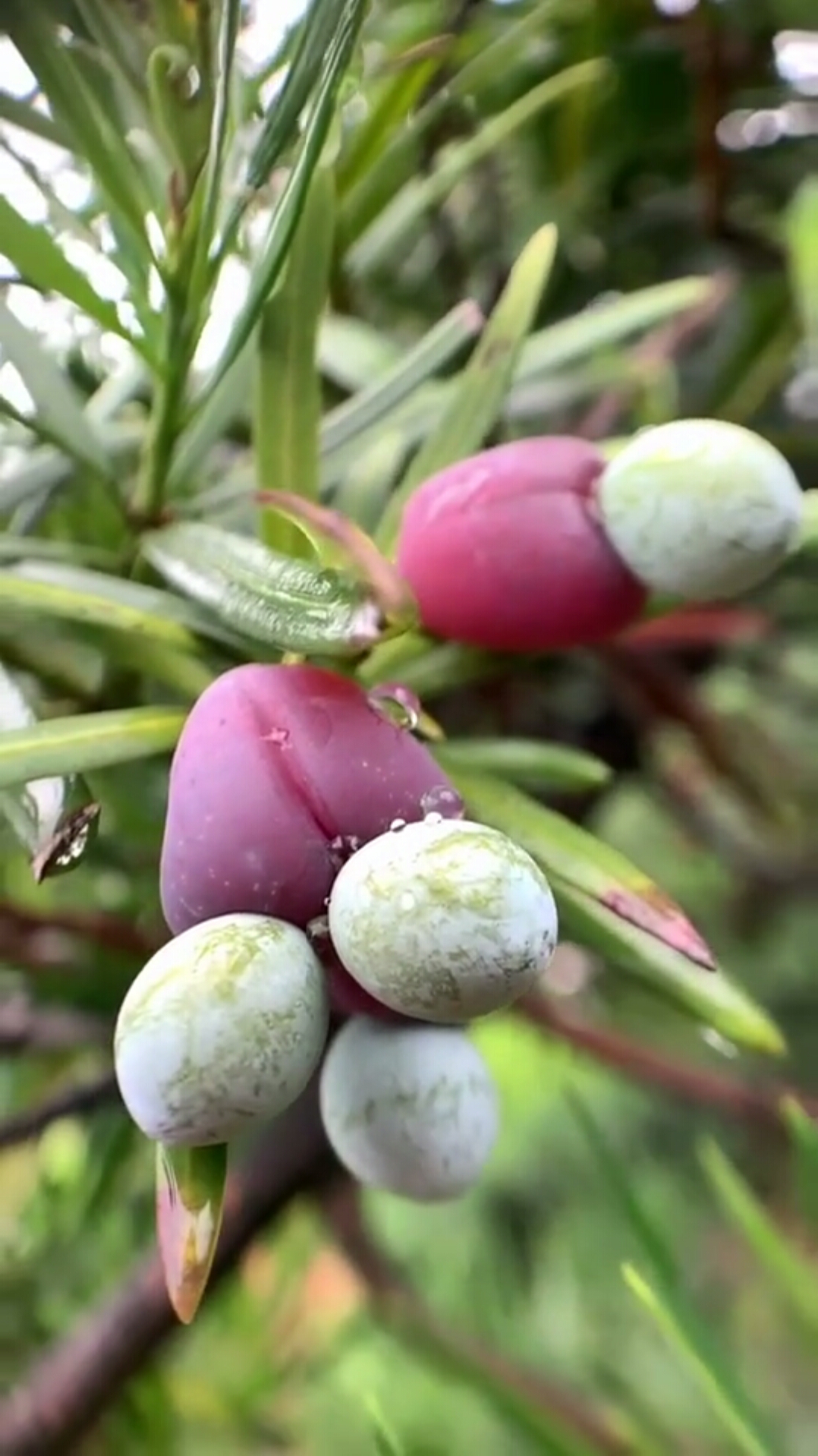 这是啥,红豆杉的果果好像有毒的吧56-度小视