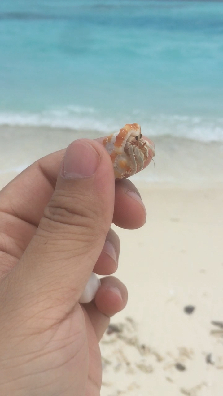 马尔代夫海边捡到的小寄居虾