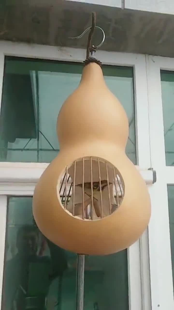 葫芦做的鸟笼子,这创意没谁了,真是人才