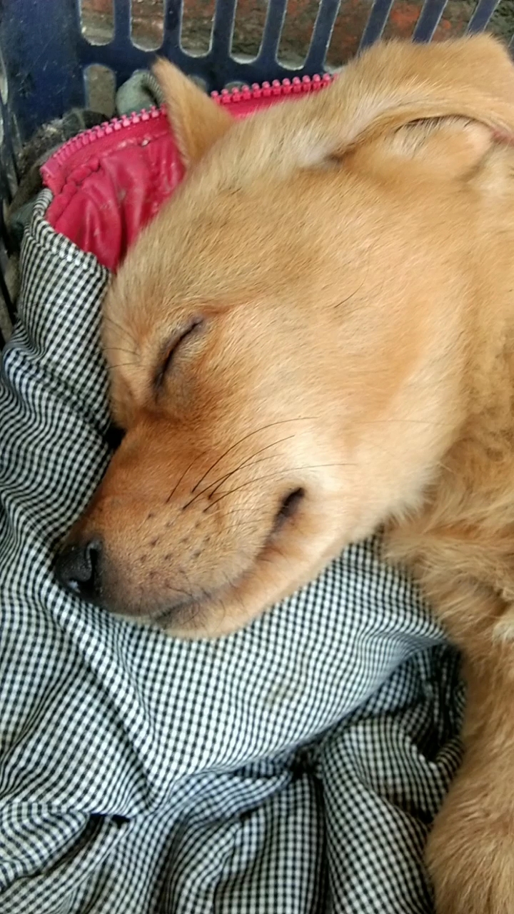 小毛孩睡得真香