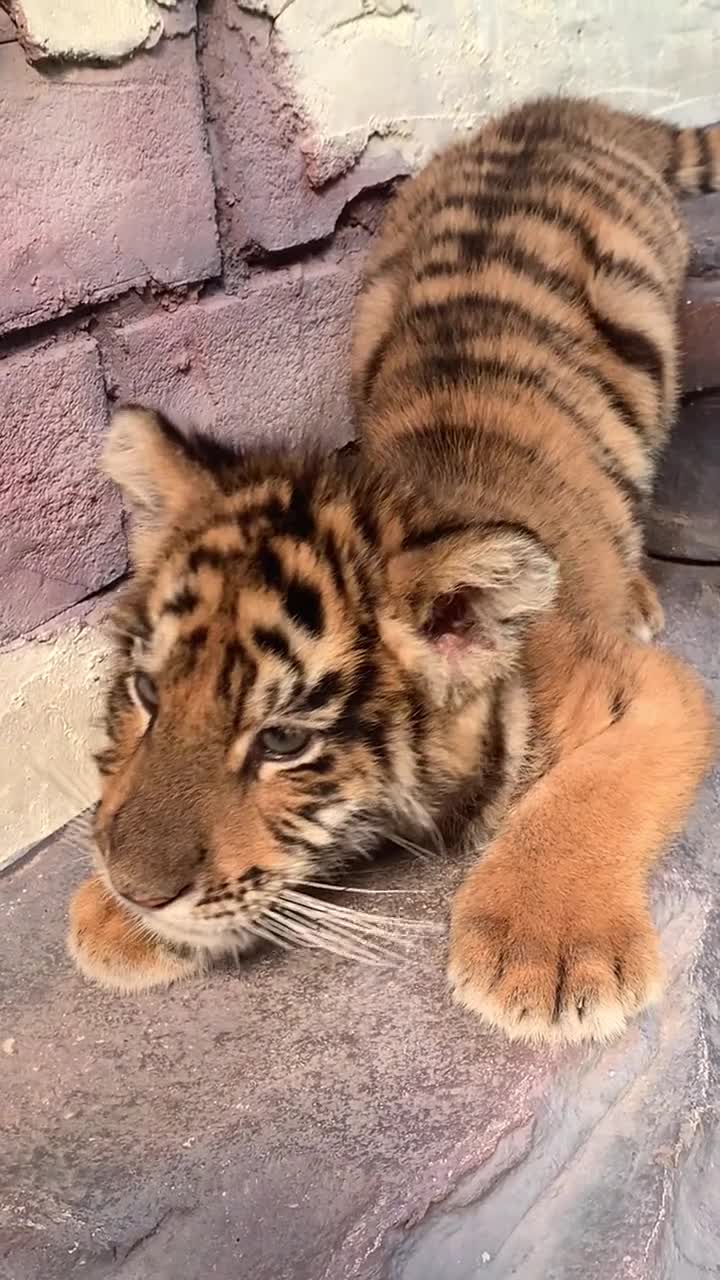 小奶虎:告诉你,我可是很凶的哦