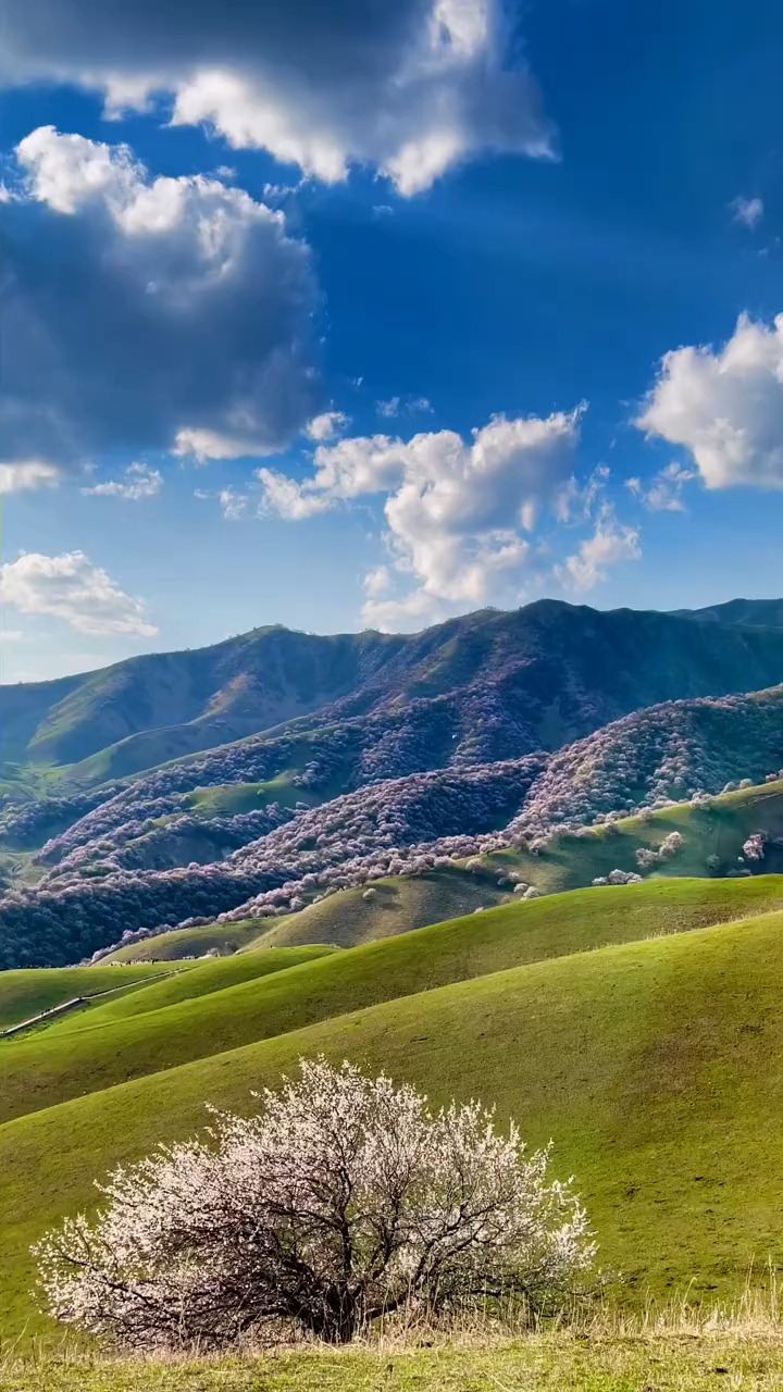 吐尔根杏花沟(今天下午7点杏花沟直播),花开伊犁,旅行大玩家