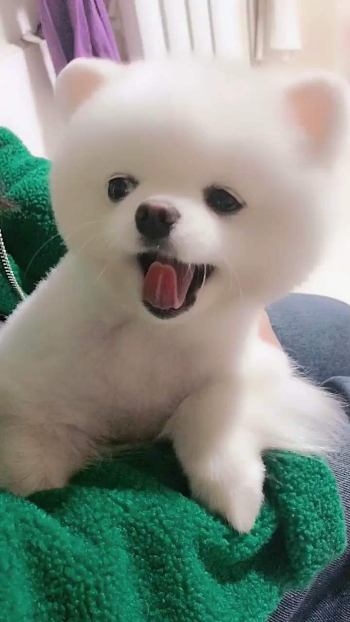 我家萌宠成精了#超级可爱的宝宝