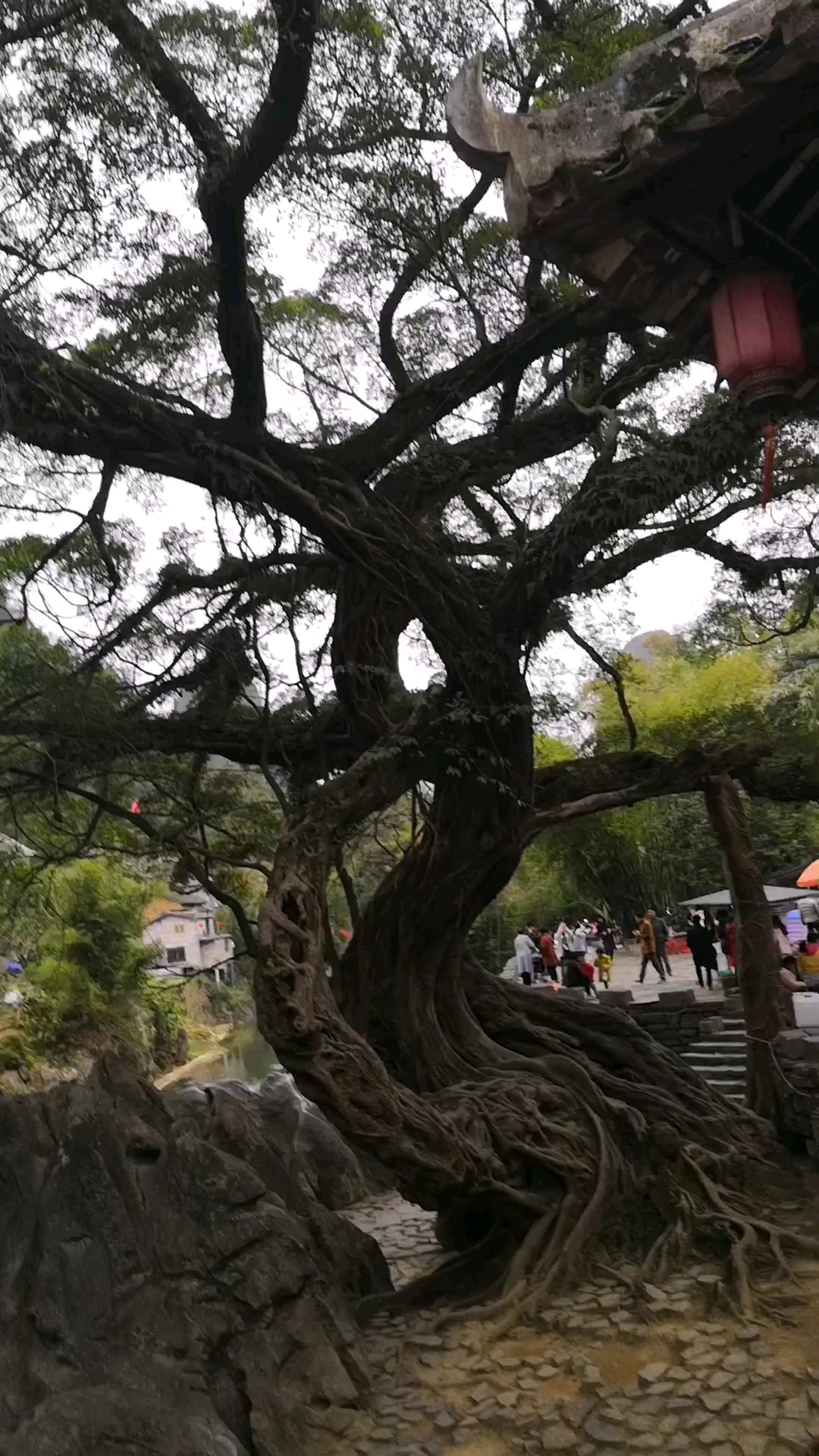 千年老榕树