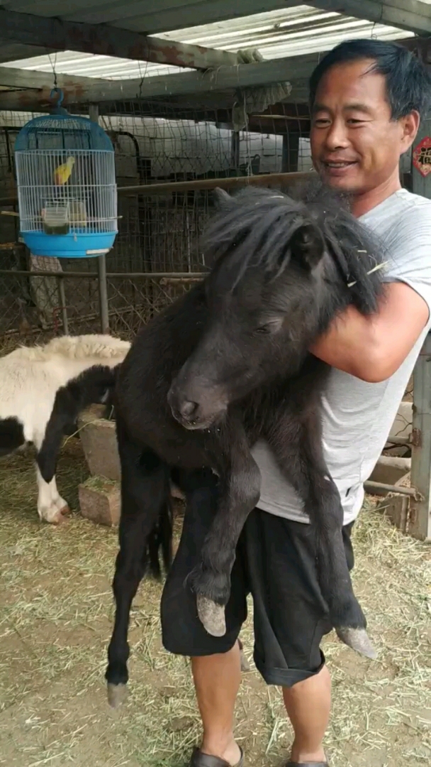 50公分的小矮马法拉贝拉