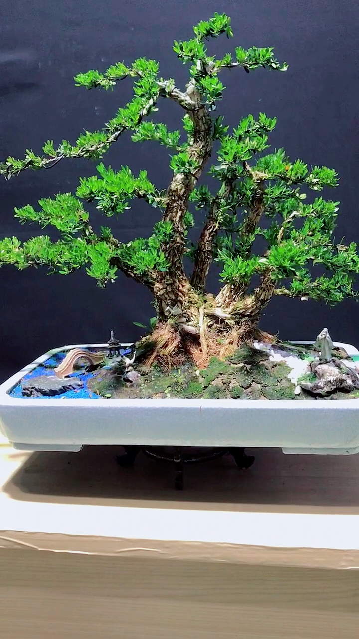 一本多杆丛林老桩