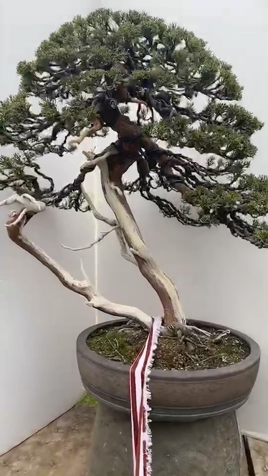 千奇百怪盆景桩#子母树