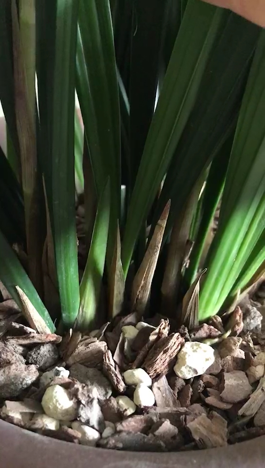 换盆后的兰花不仅发芽还又冒出了一根小花剑