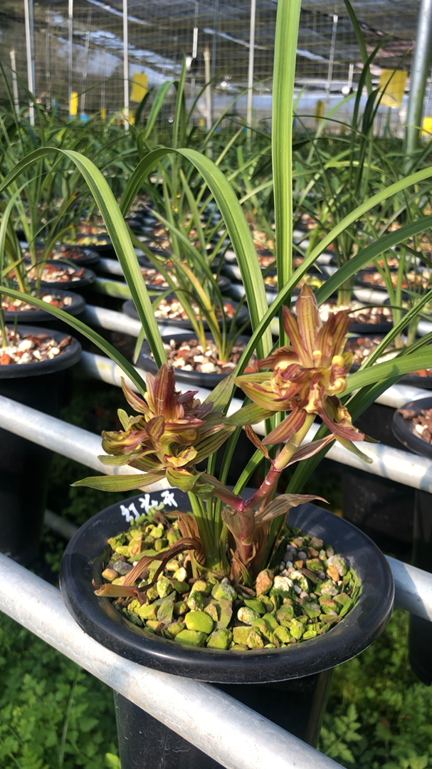 兰花#春兰红花开富贵