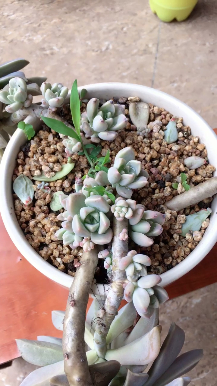 子持白莲变老桩了