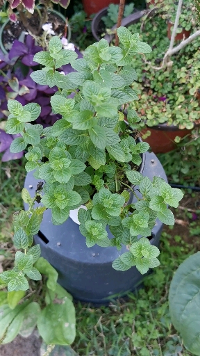 我的小花园#唇形科食用香草越南薄荷,可用于香草茶和驱蚊,美观趣味和