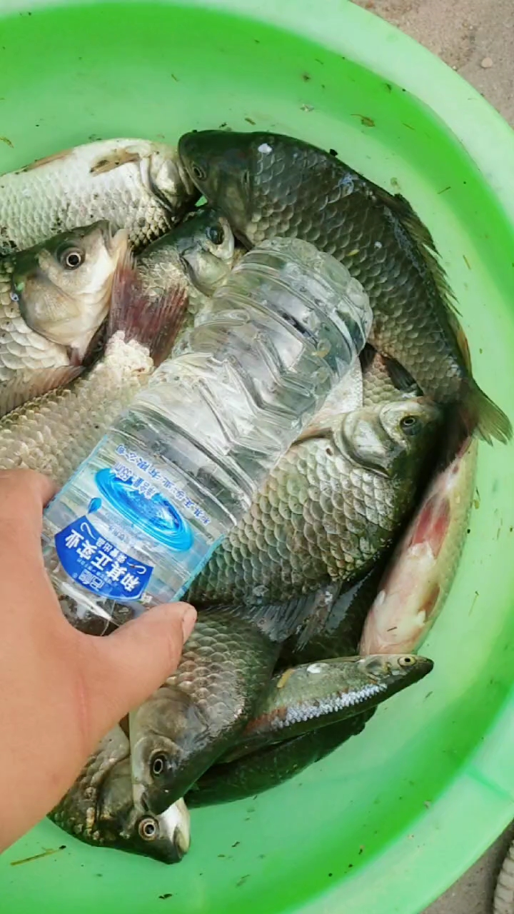 龙窝大坝 今天鱼获 满满的一桶