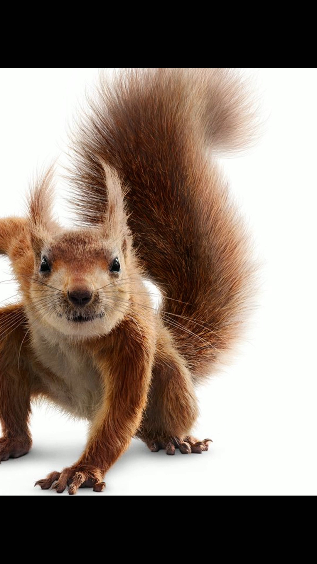 松鼠侠#迪士尼新作,会飞的松鼠