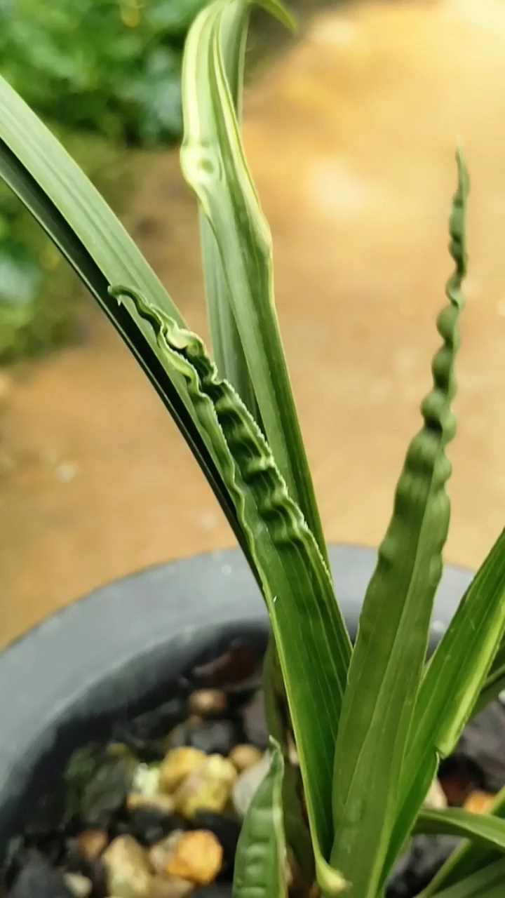 我怎么这么好看#高档铭品精品漂亮兰花下山蕙兰带眼镜的水晶,专业养