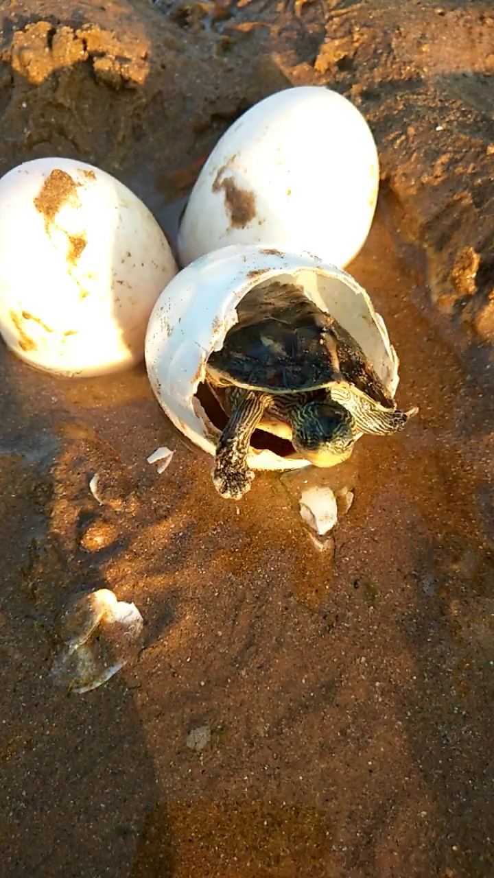 海龟破壳而出