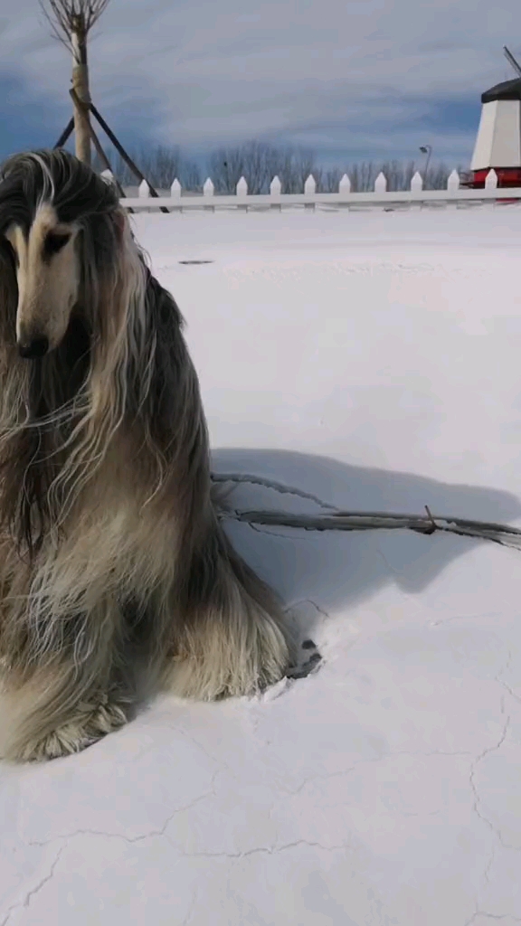 阿富汗猎犬巴特