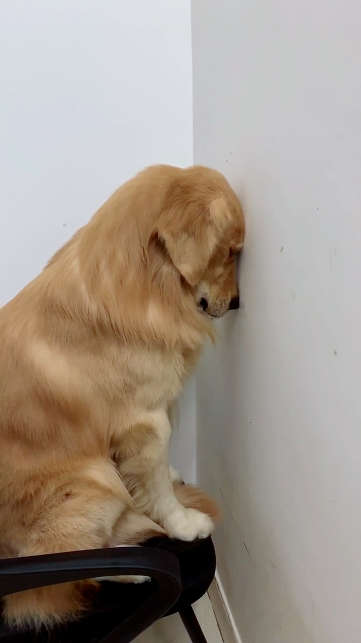 面壁都已经控制不住你的魔性了