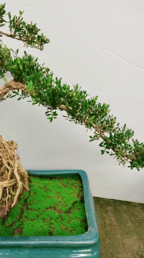 高提根雀舌黄杨,家有黄杨,黄金万两