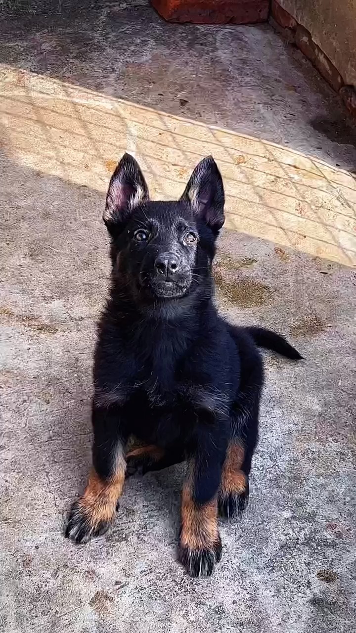 东德牧羊犬#东德牧羊犬