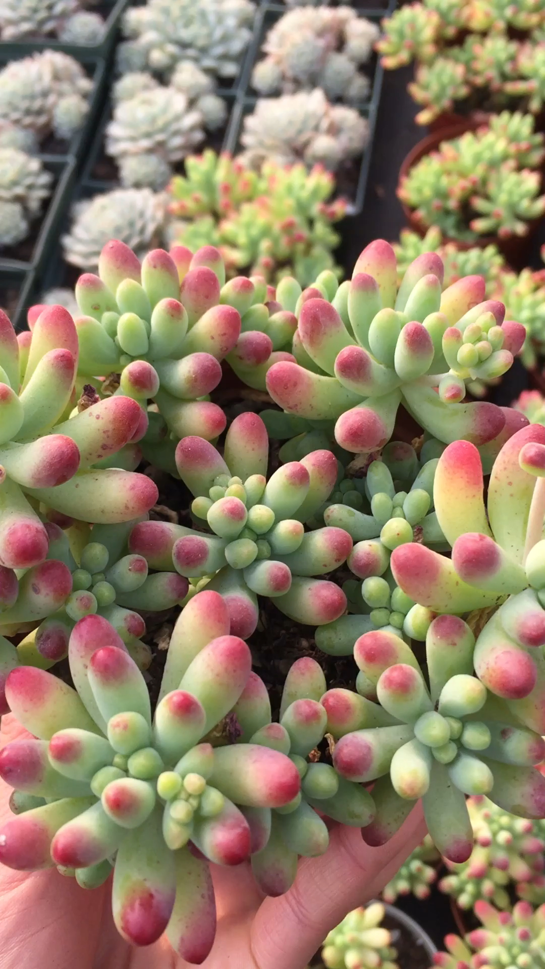 萌态十足又极易群生的豆豆多肉,小而美,观赏一下