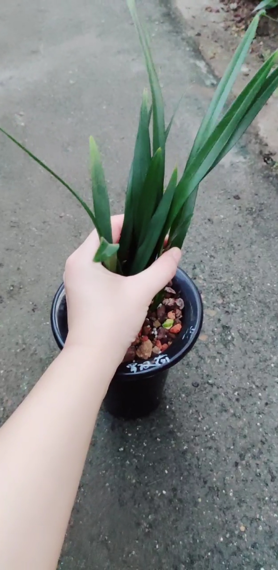 兰花#建兰罗汉荷