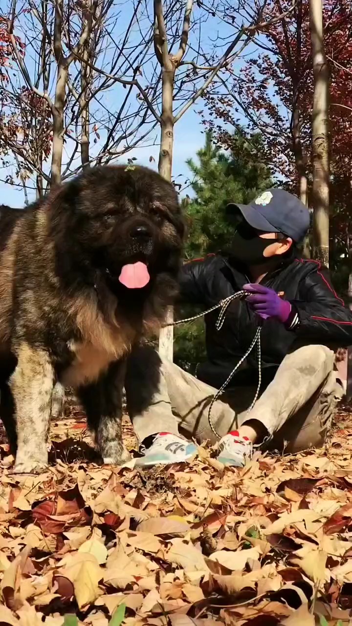 高加索#高加索犬#猛犬高加索犬