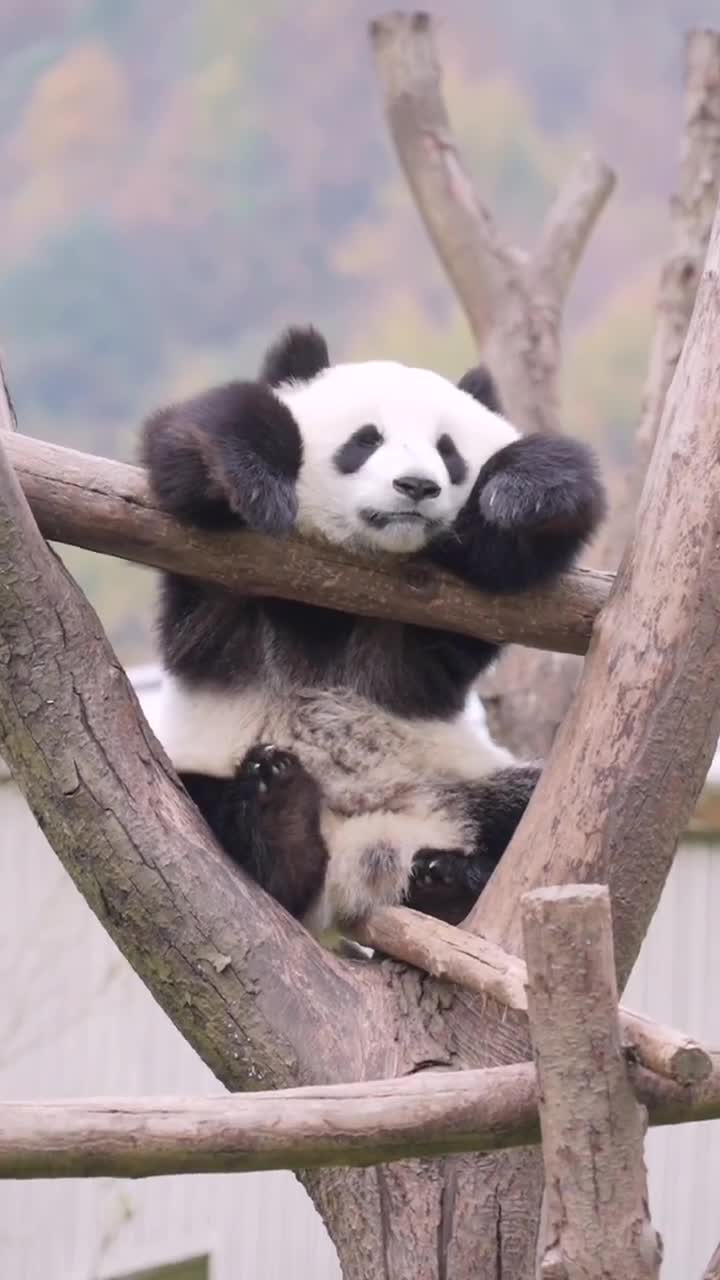 国宝熊猫#皇太子乔兜兜朕乏了,晚安,玛卡巴卡