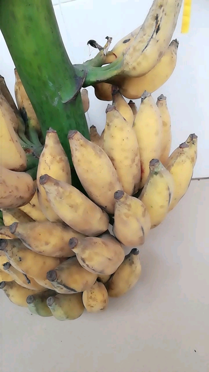 自然熟的芭蕉特好吃,没有泡药,安全放心吃多少都没事