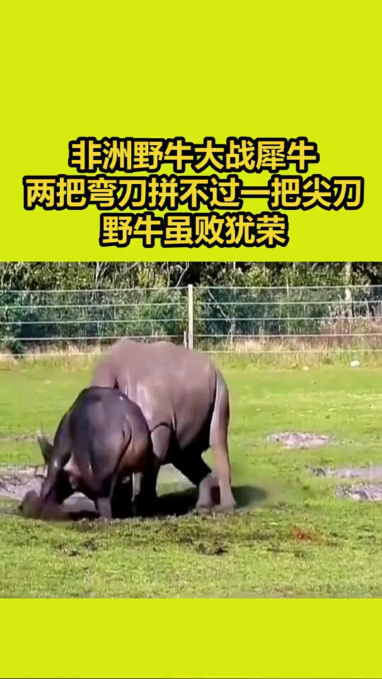 非洲野牛大战犀牛,两把弯刀拼不过一把尖刀,野牛虽败犹荣