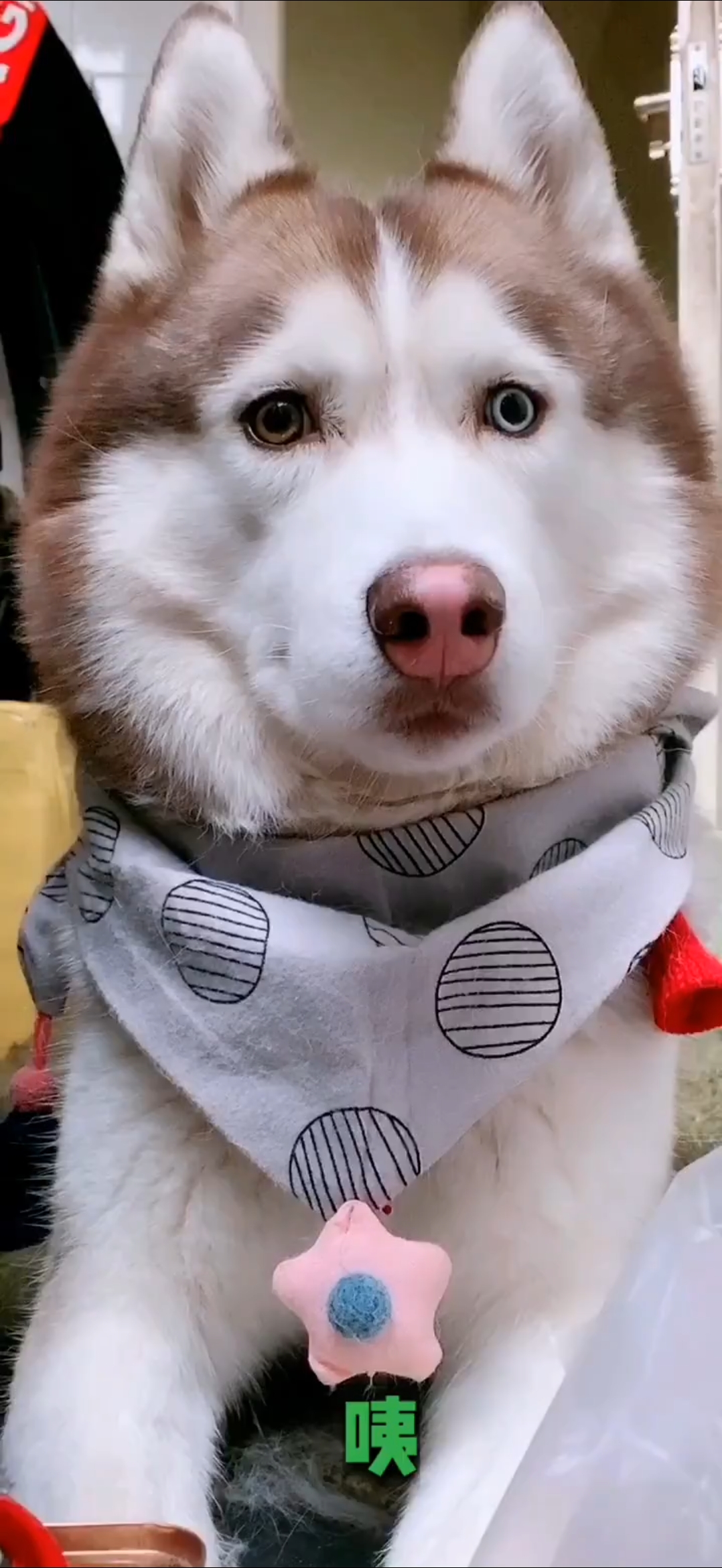 颜值这么高,还有异瞳的哈士猪,你们喜欢吗?