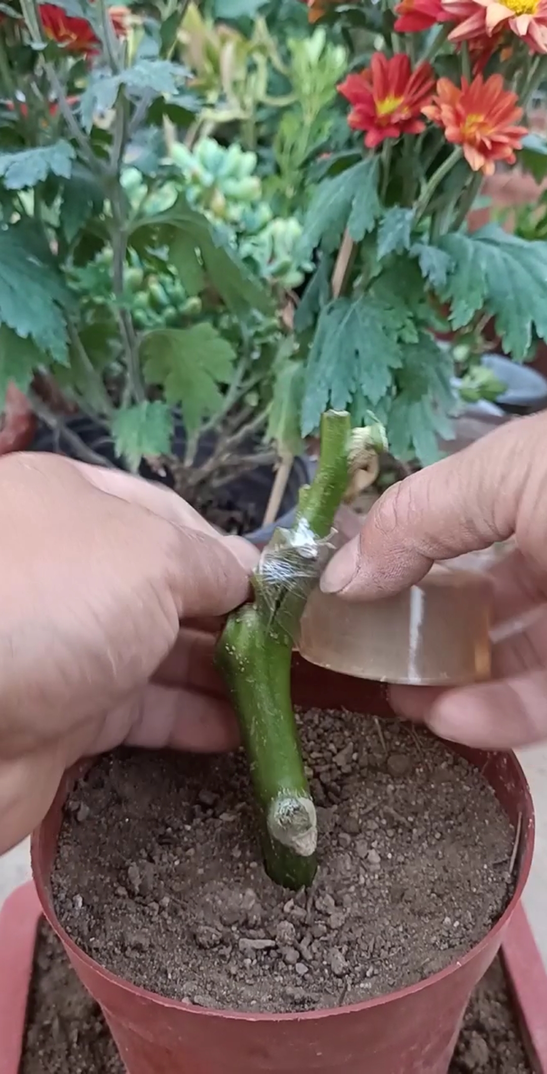 嫁接高手#劈接多年生茄子技术,一颗能结上千斤