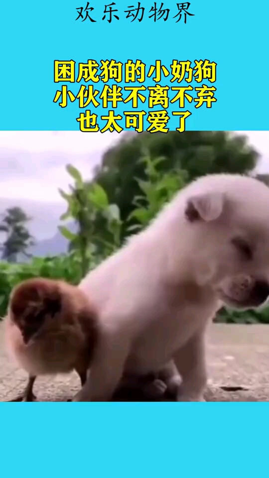 困成狗的小奶狗小伙伴不离不弃也太可爱了