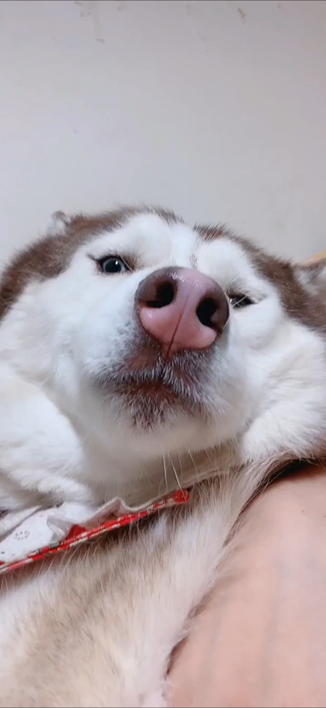 二哈打嘴仗真是一把好手心里又怂,嘴还不认输