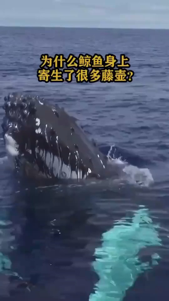 为什么鲸鱼身上寄生了很多藤壶