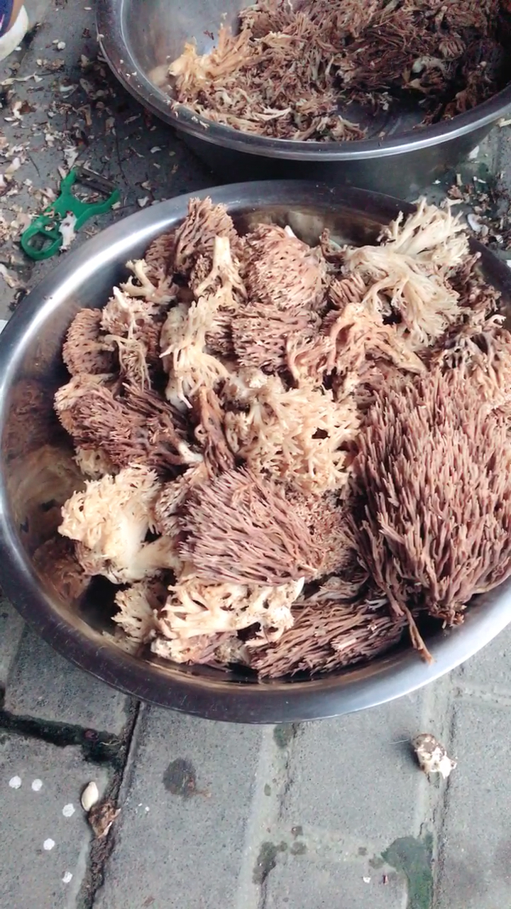 野菇,本地叫老鼠?脚