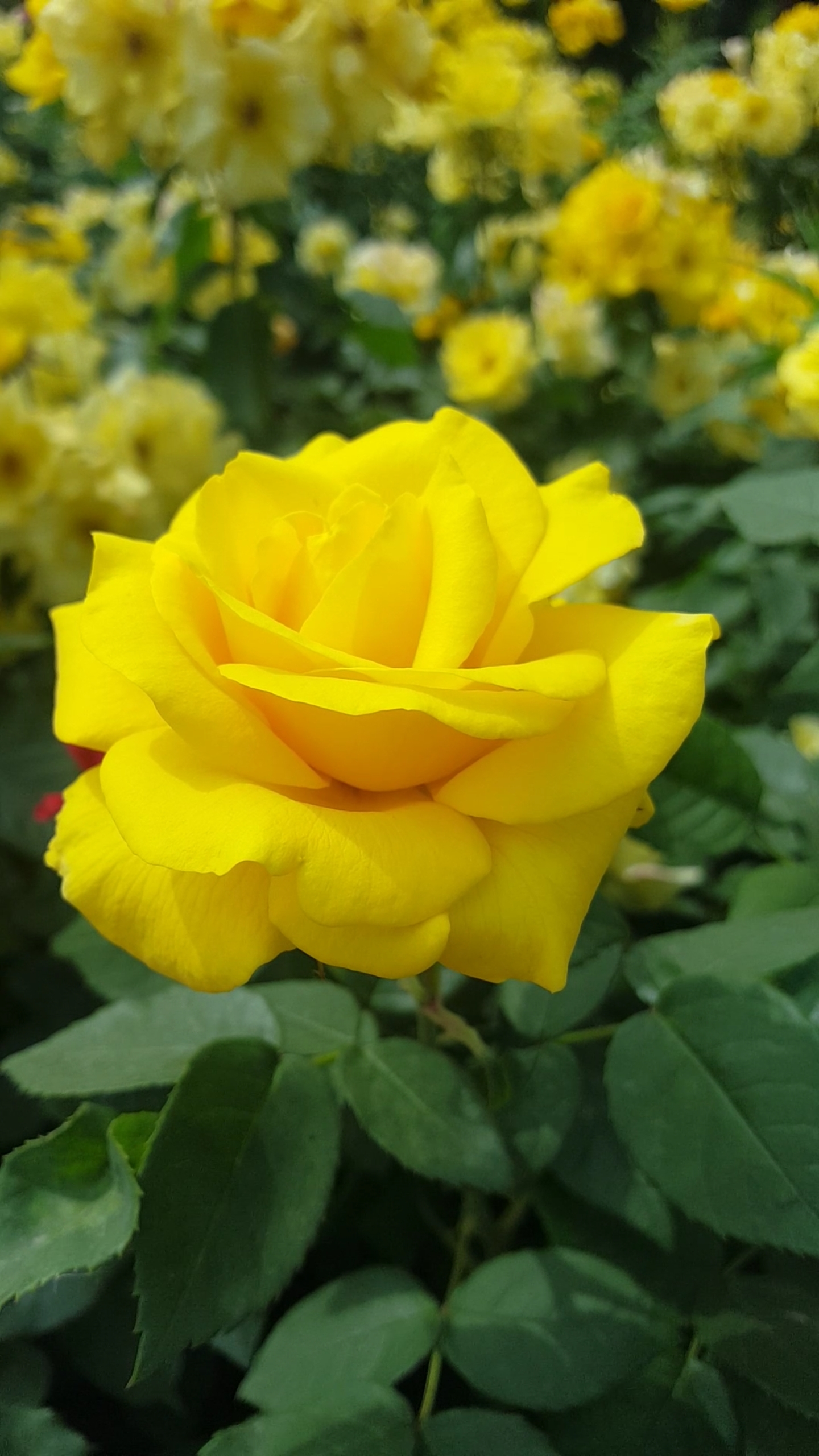 耀眼夺目的黄月季花