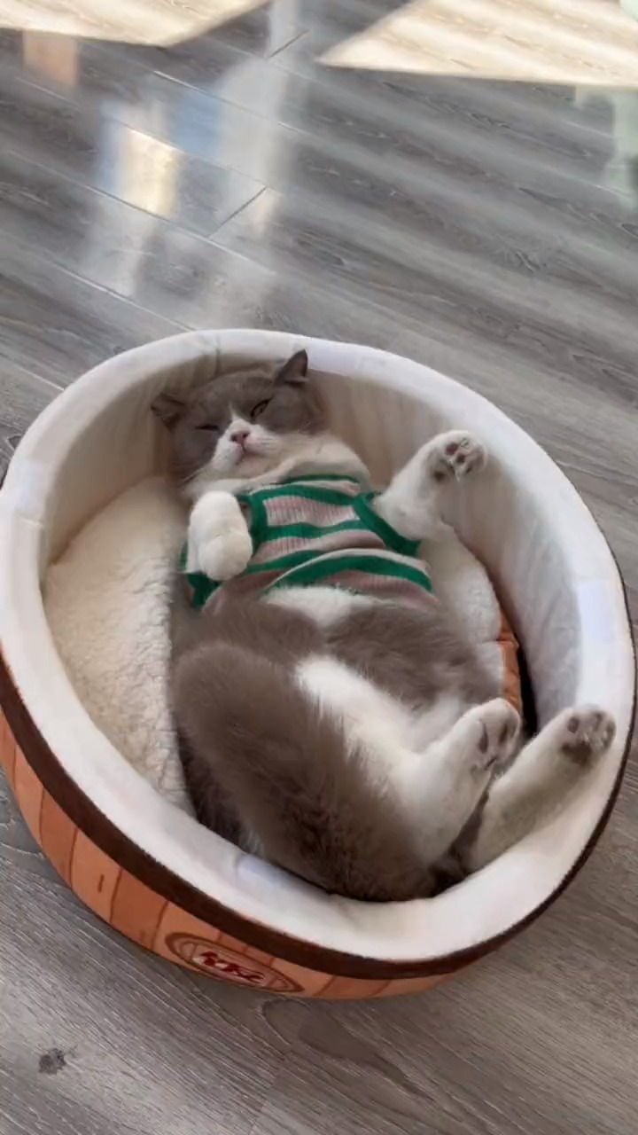 宠物最可爱的样子#我看这猫窝是真舒服,睡的四脚朝天的#猫咪睡姿大赏