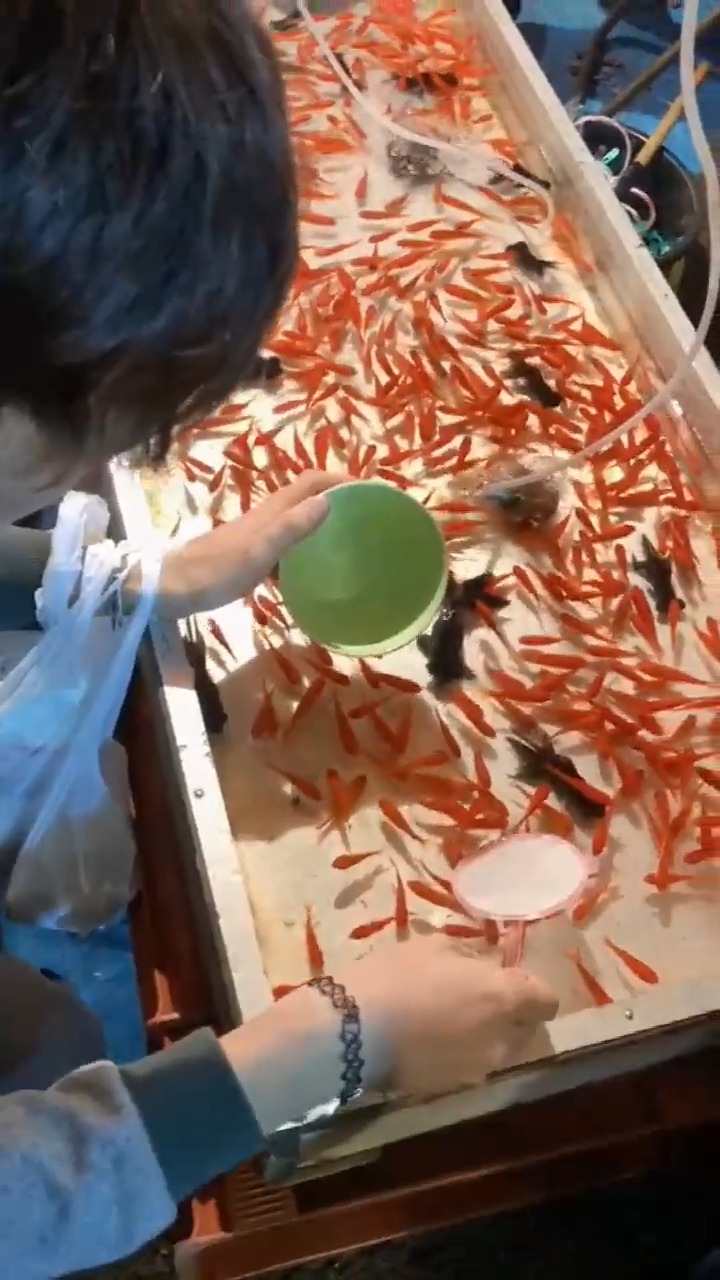 娱乐#还活着,日本捞金鱼耶,网是纸做的,果然还是商家套路多!